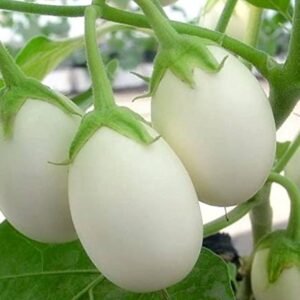 Brinjal White Round