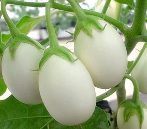 Brinjal White Round